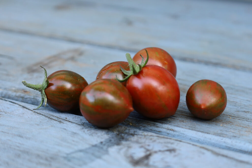 Italienische Weinbergtomate