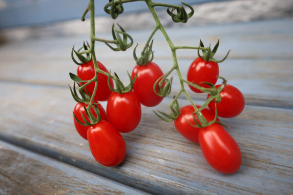 Datteltomate – Bild 2