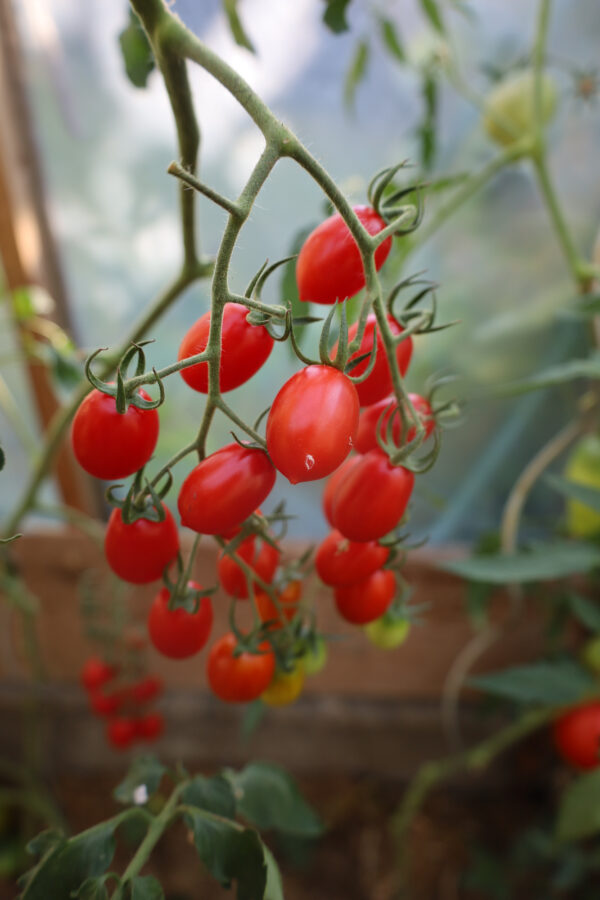 Datteltomate – Bild 3