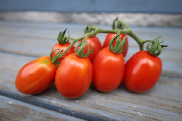 Datteltomate