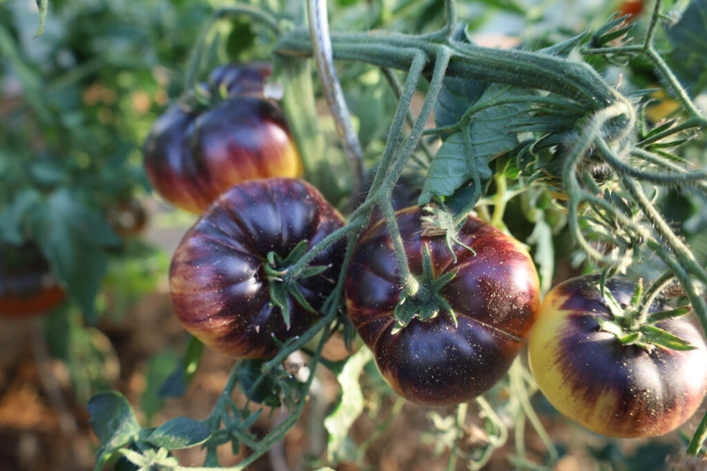 Great white Purple