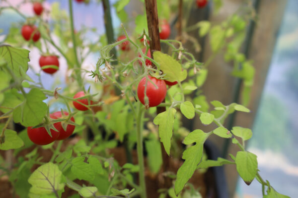 Himbeerrose – Bild 3