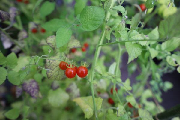 Johannisbeertomate – Bild 3