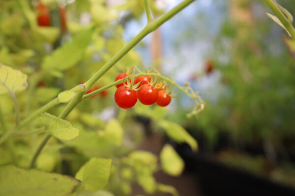 Johannisbeertomate