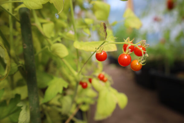 Johannisbeertomate – Bild 2