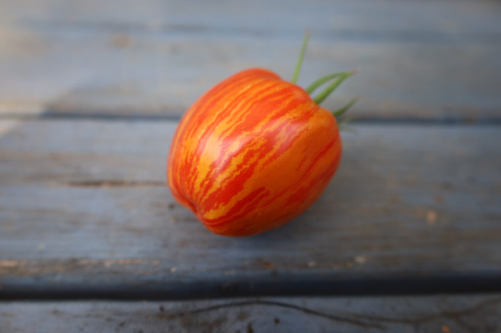 Striped Roman