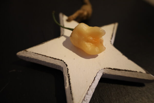 Aji white Fantasy – Bild 3