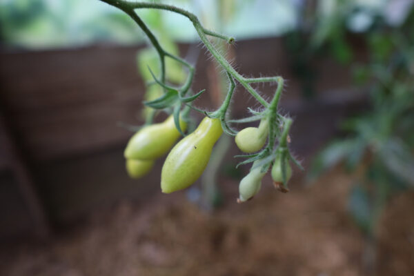 Dancing green fingers – Bild 2