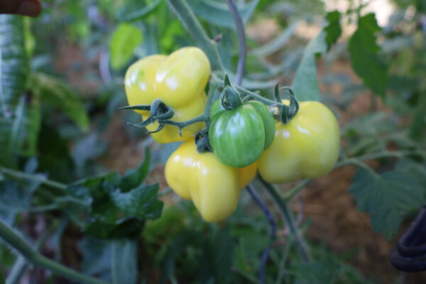 Douchoa Pepper – Bild 4