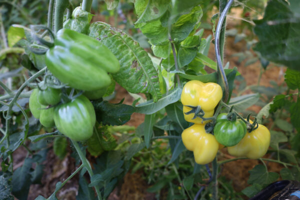 Douchoa Pepper – Bild 3