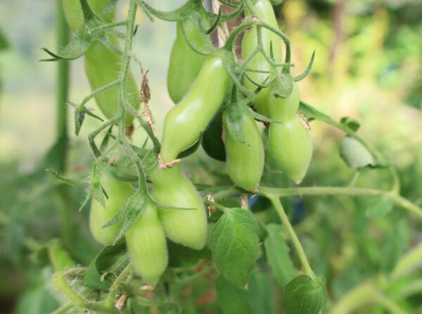 Dancing green fingers – Bild 3