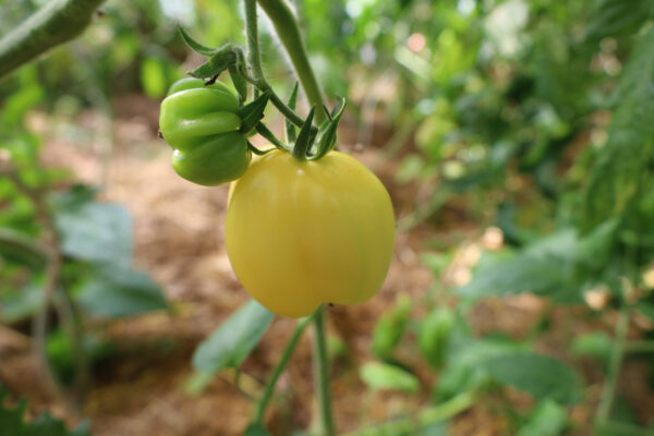 Douchoa Pepper – Bild 2