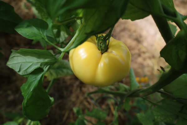 Great white Beefsteak – Bild 2
