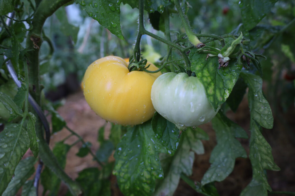 Great white Beefsteak
