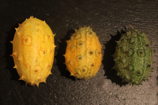 Kiwano – Bild 2