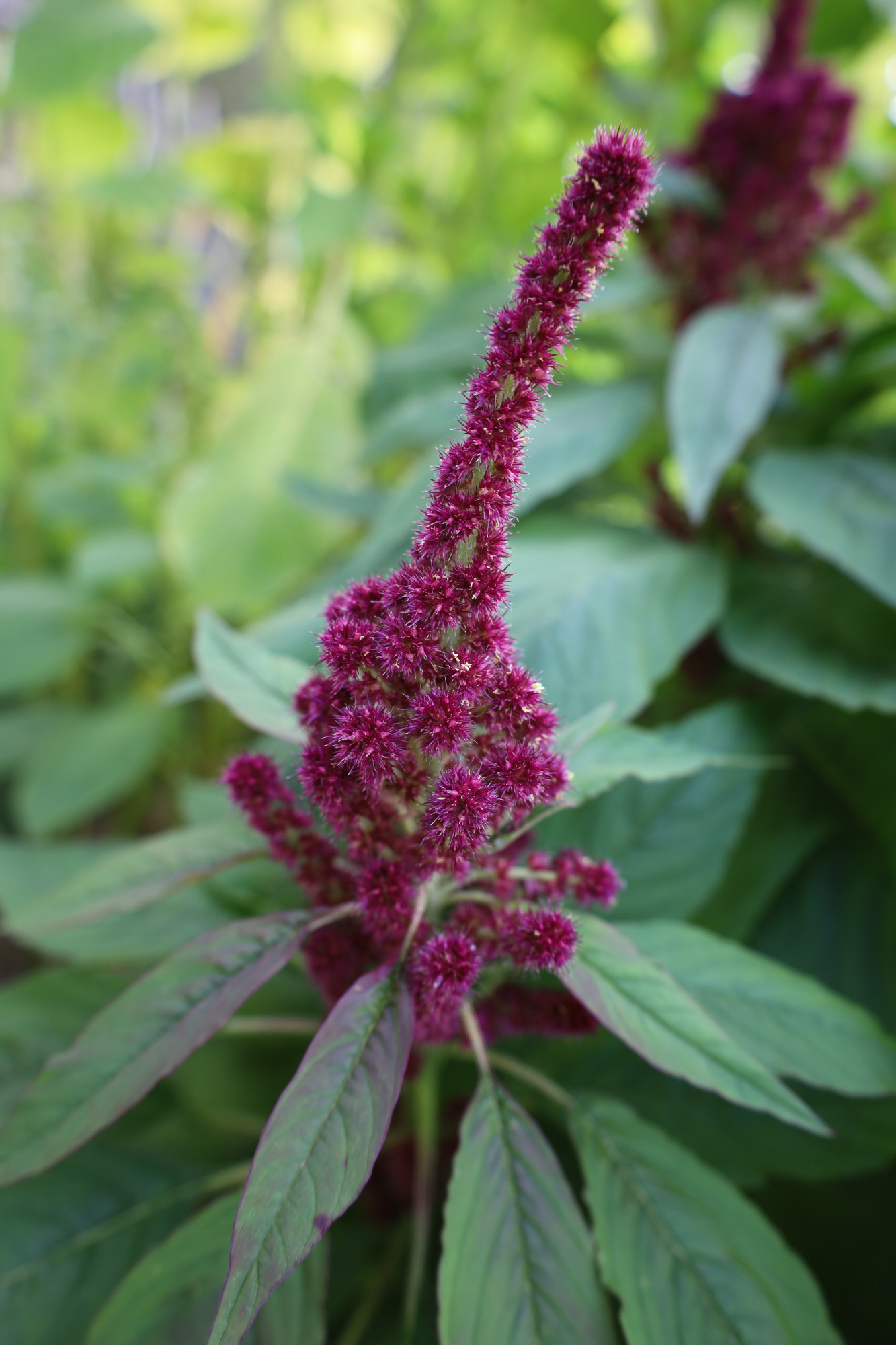 Zier-Amaranth Elefantenkopf – Bild 2