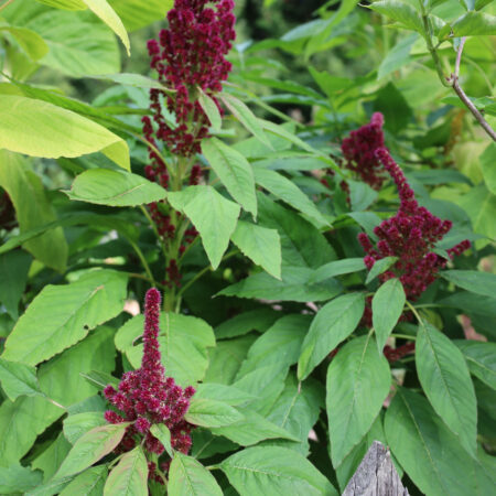 Zier-Amaranth Elefantenkopf