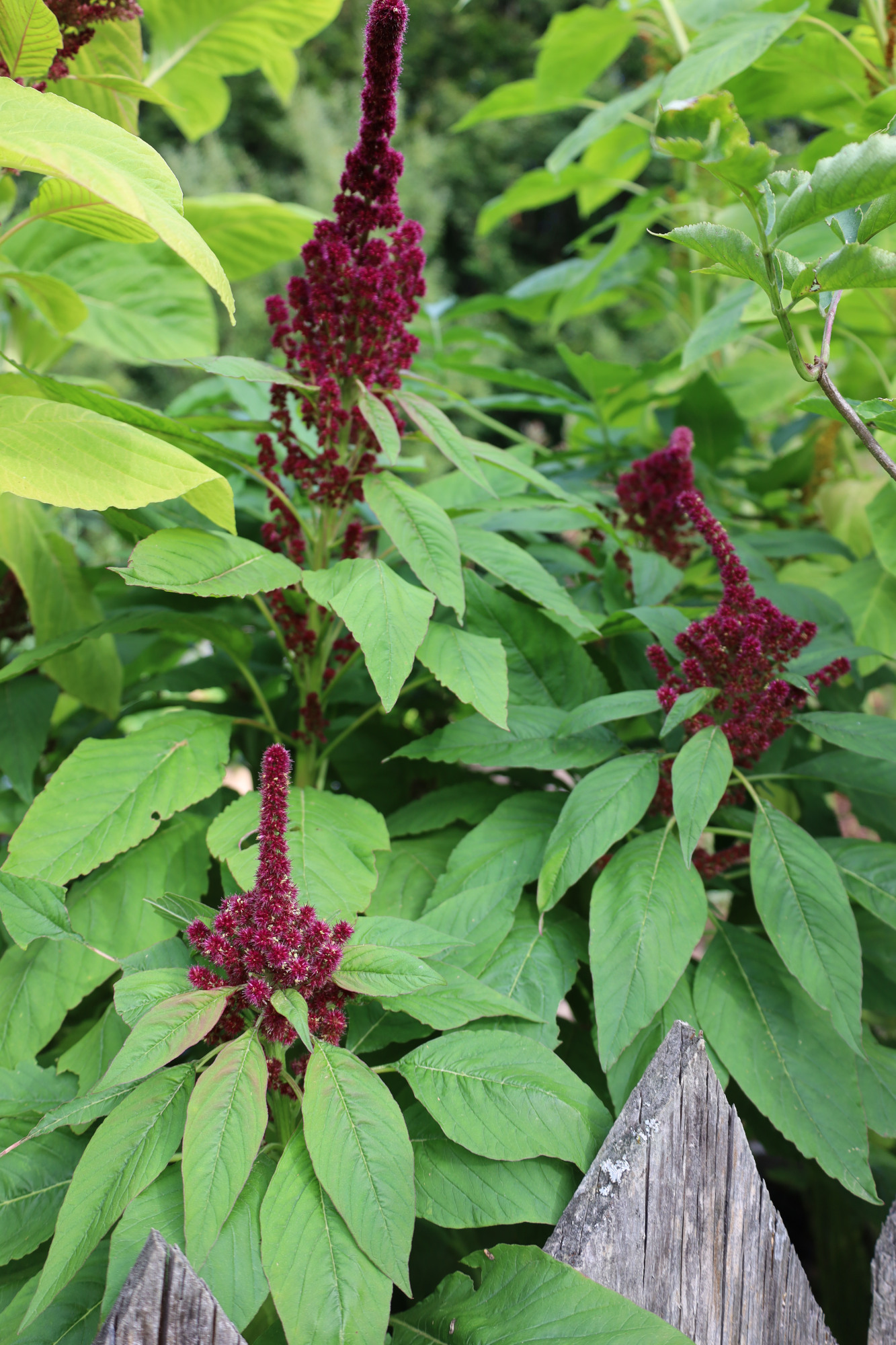 Zier-Amaranth Elefantenkopf