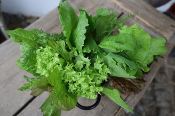 Salat-Mix